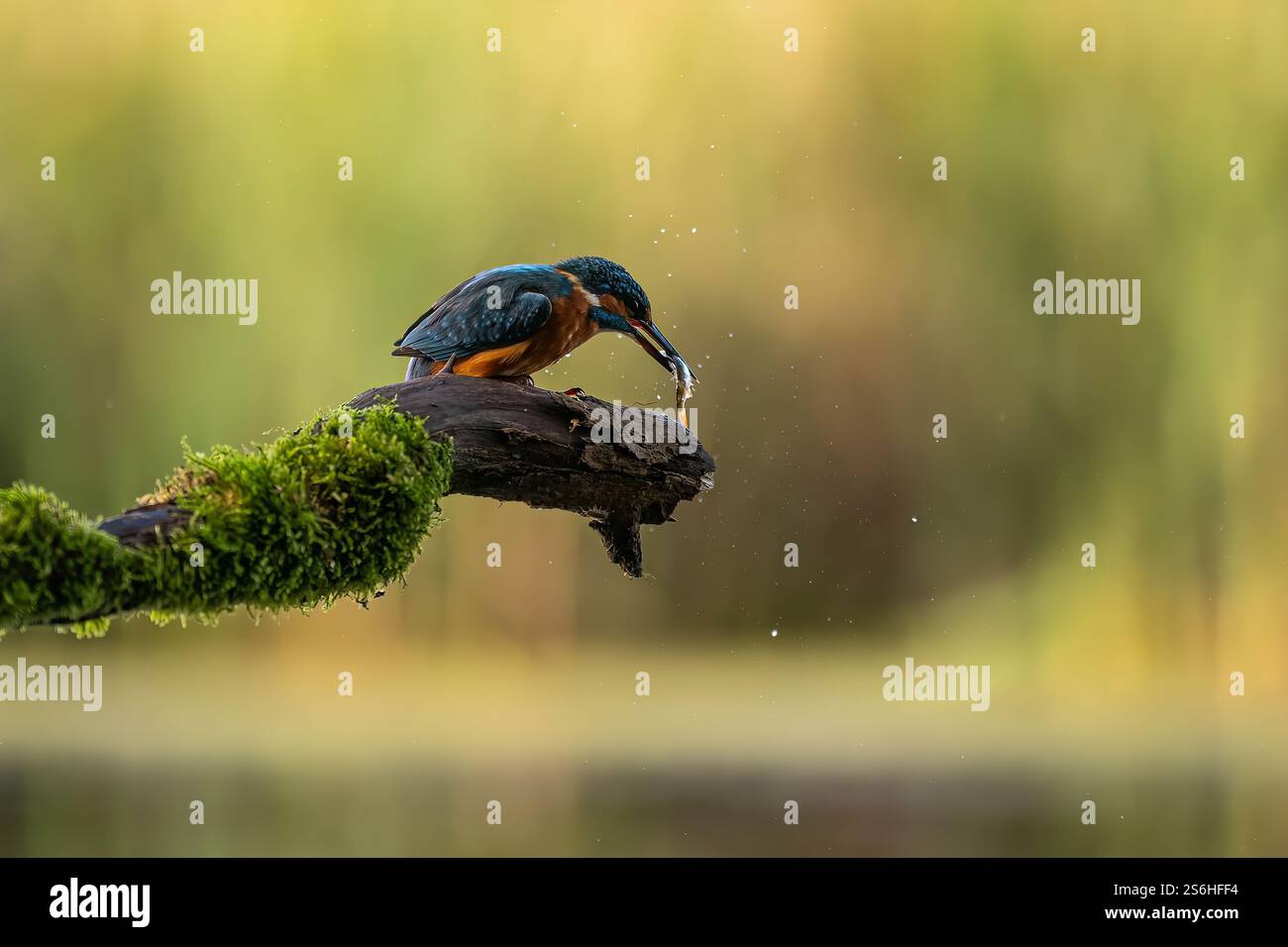 Eisvogel ernährt sich von einem Mooszweig Stockfoto