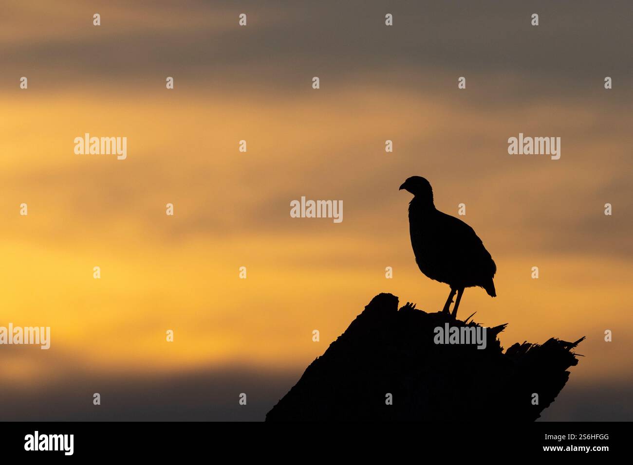 Heuglin's Vogel Pternistis icterorhynchus, Erwachsener auf einem Zweig bei Sonnenuntergang, Murchison Falls, Uganda, September Stockfoto