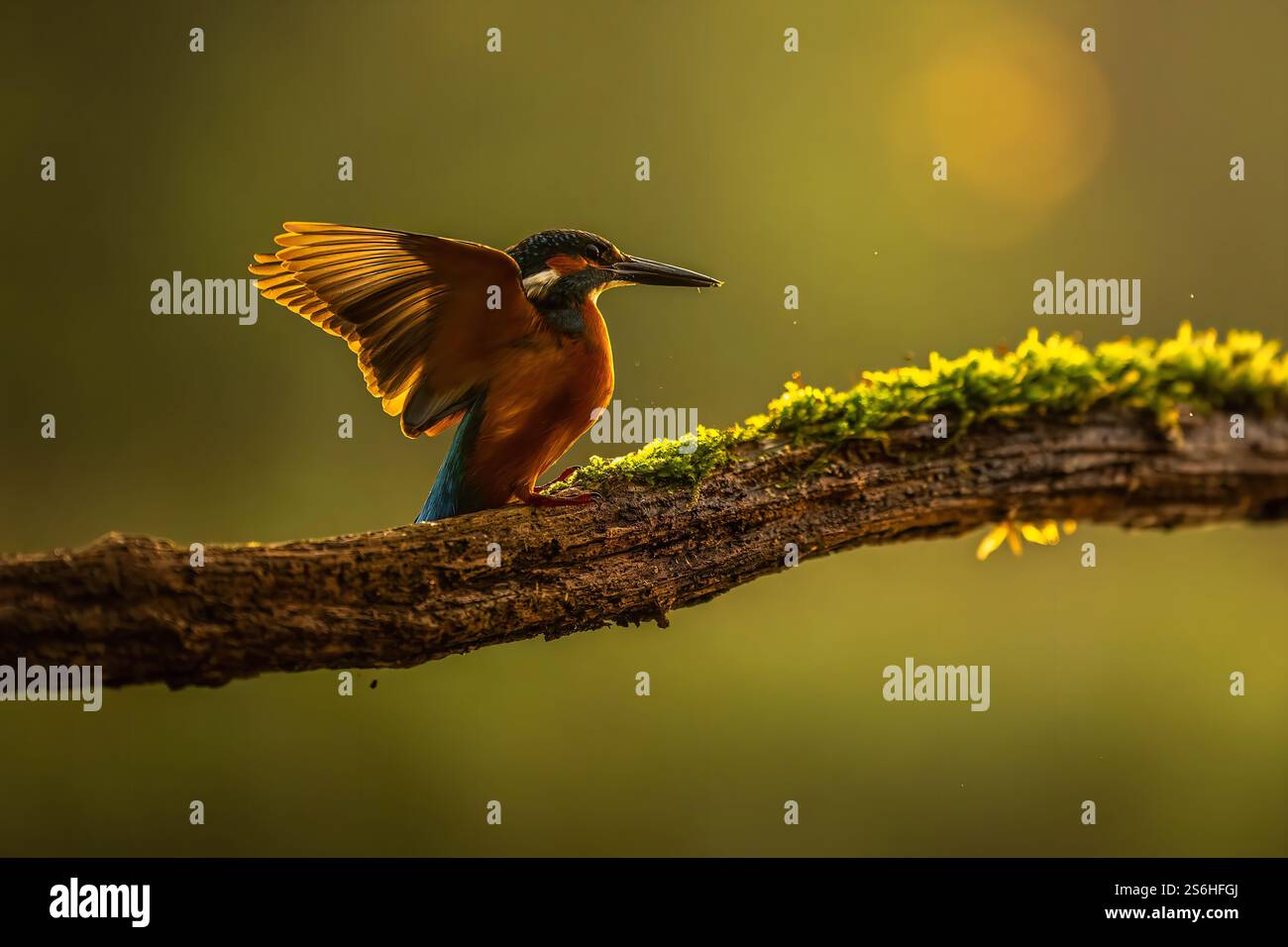 Golden Hour Kingfisher: Ein atemberaubender Moment in der Natur Stockfoto