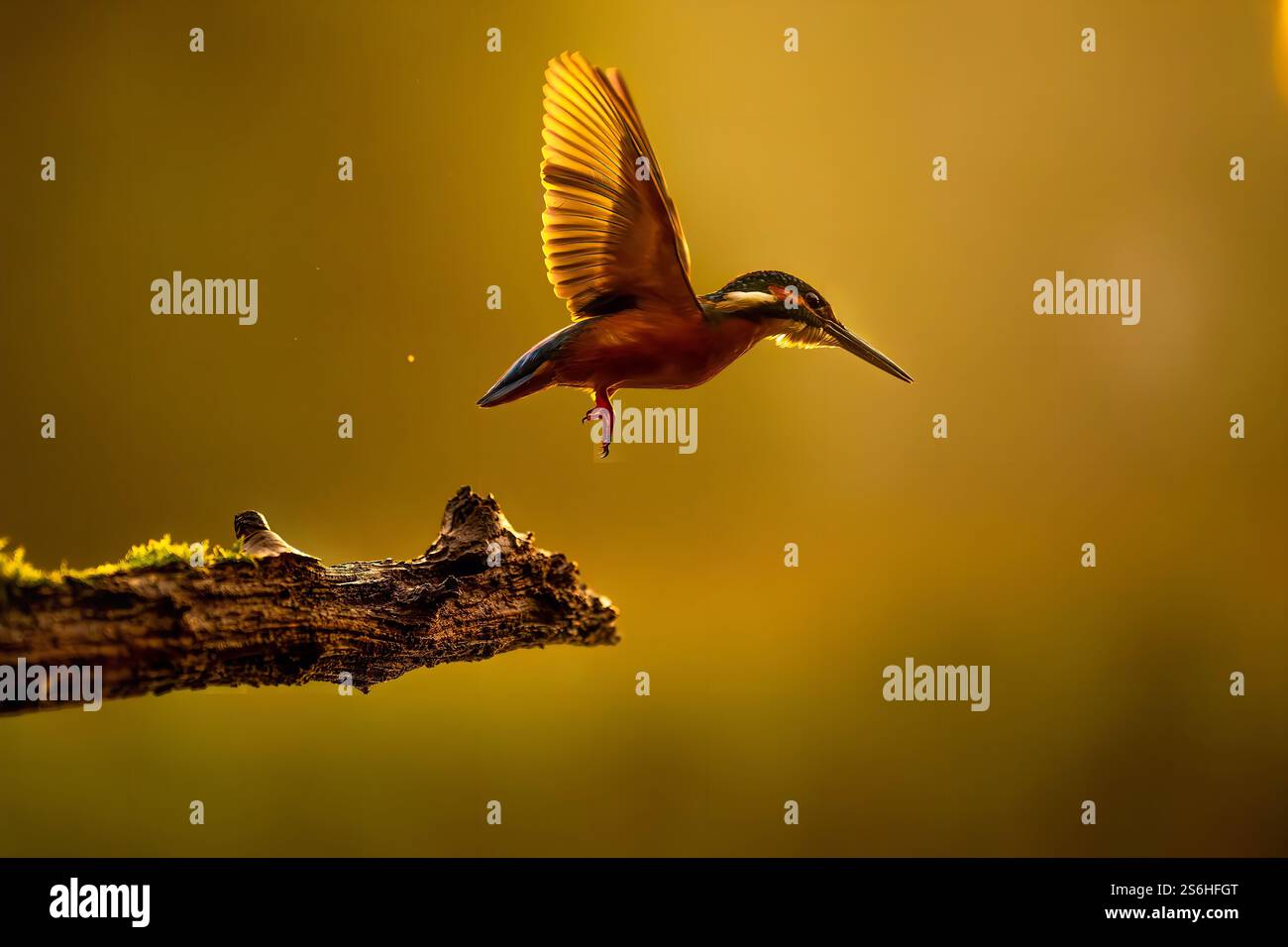 Golden Hour Kingfisher: Ein Vogel im Flug Stockfoto