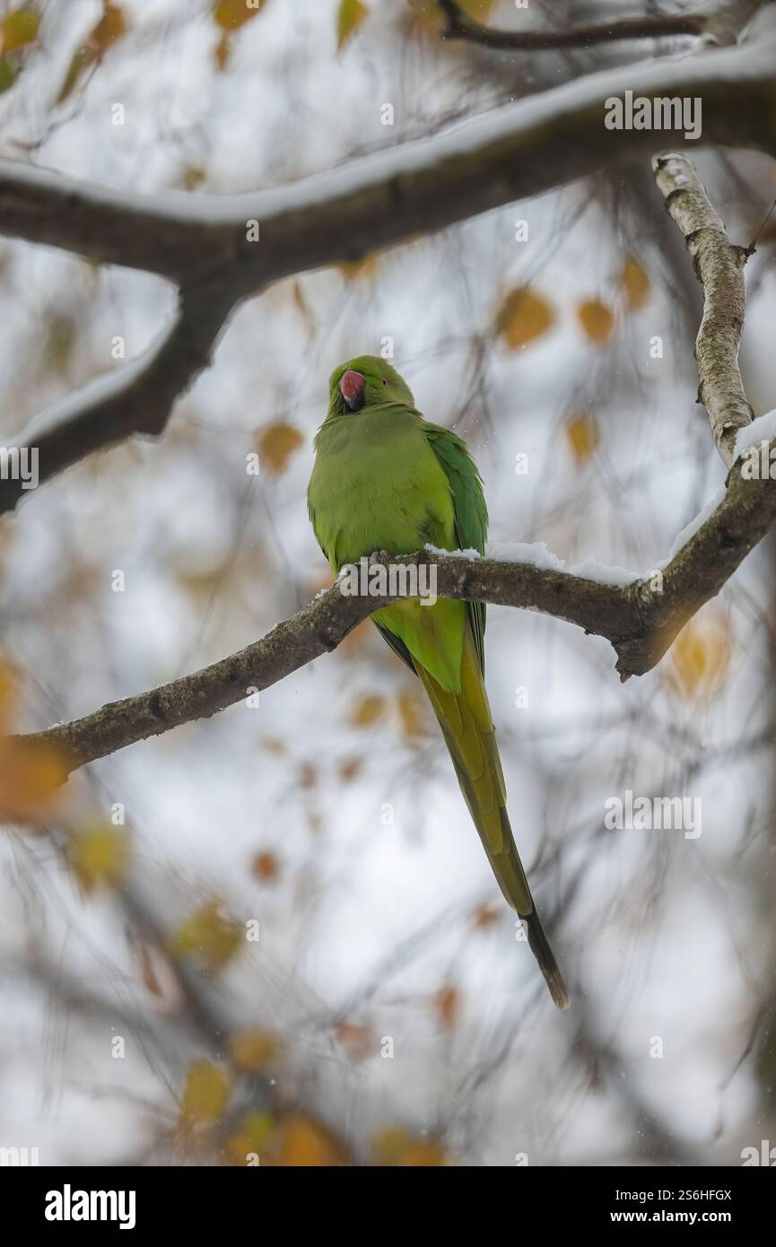 Ein rosiger Sittich auf einem verschneiten Zweig Stockfoto