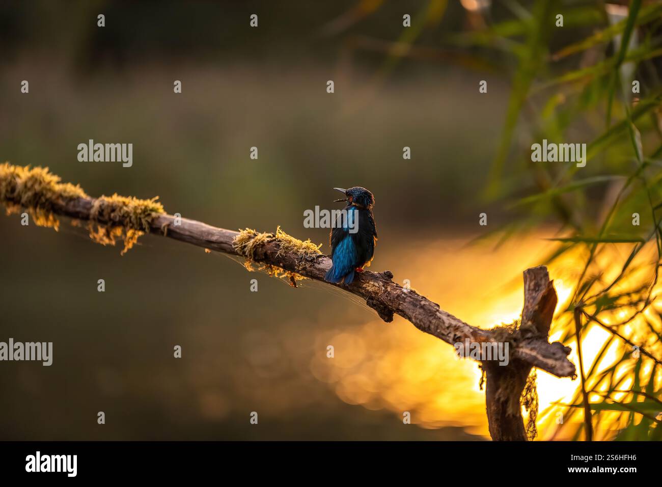 Serene Sunset Kingfisher: Ein Vogel auf einem Mooszweig Stockfoto