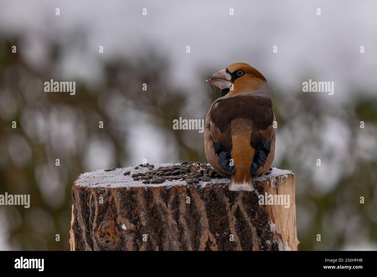 Hawfinch auf einem schneebedeckten Stumpf Stockfoto