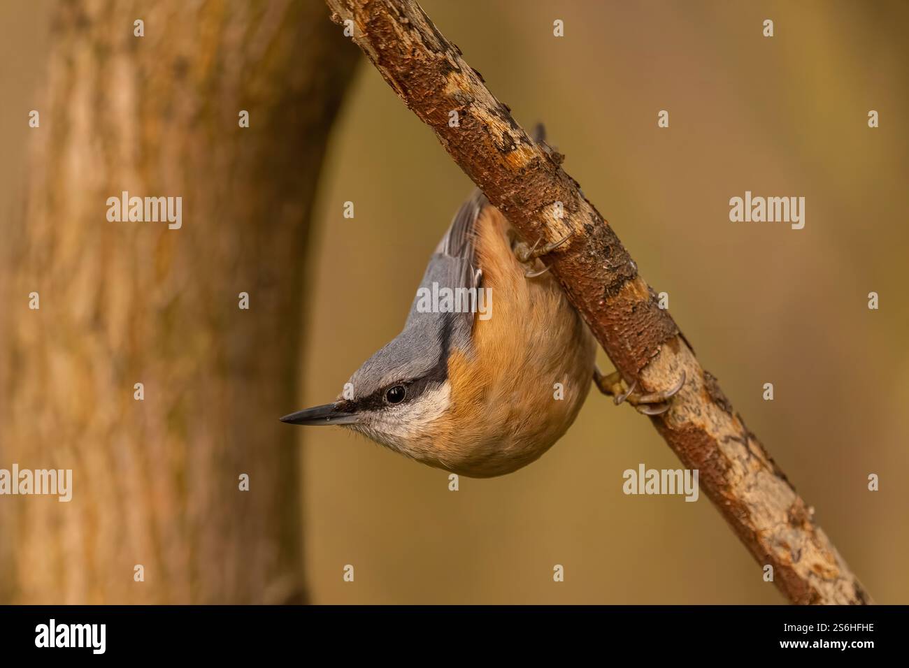 Nuthatch klammert sich an Ast, eine Nahaufnahme eines kleinen Vogels Stockfoto