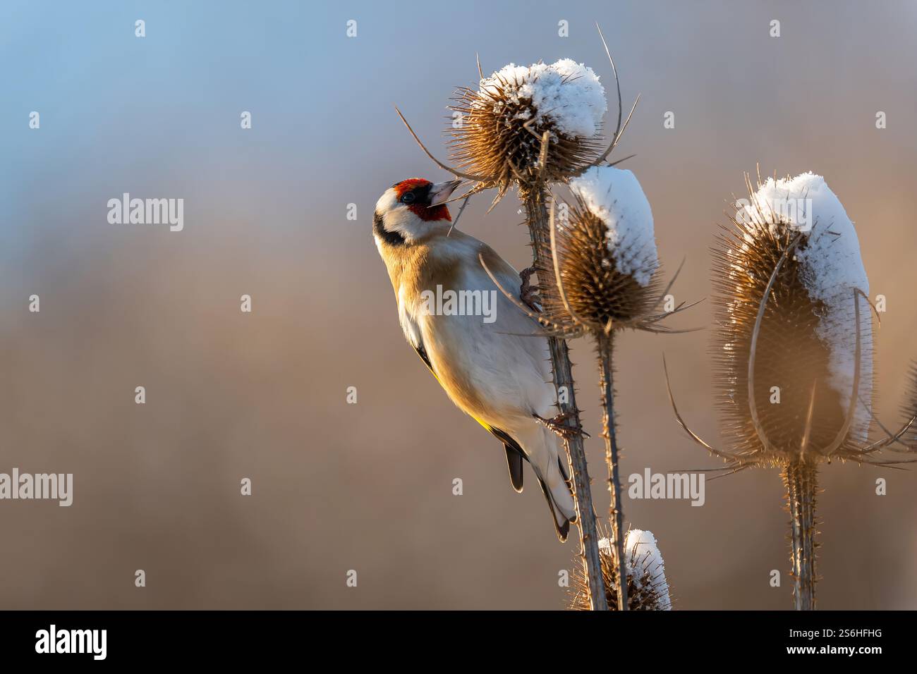 Goldfinch auf schneebedeckter Thistle im Winter Stockfoto
