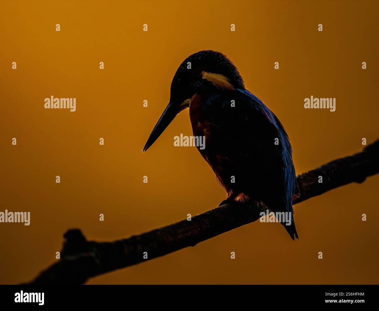 Kingfisher Silhouette bei Golden Hour Stockfoto