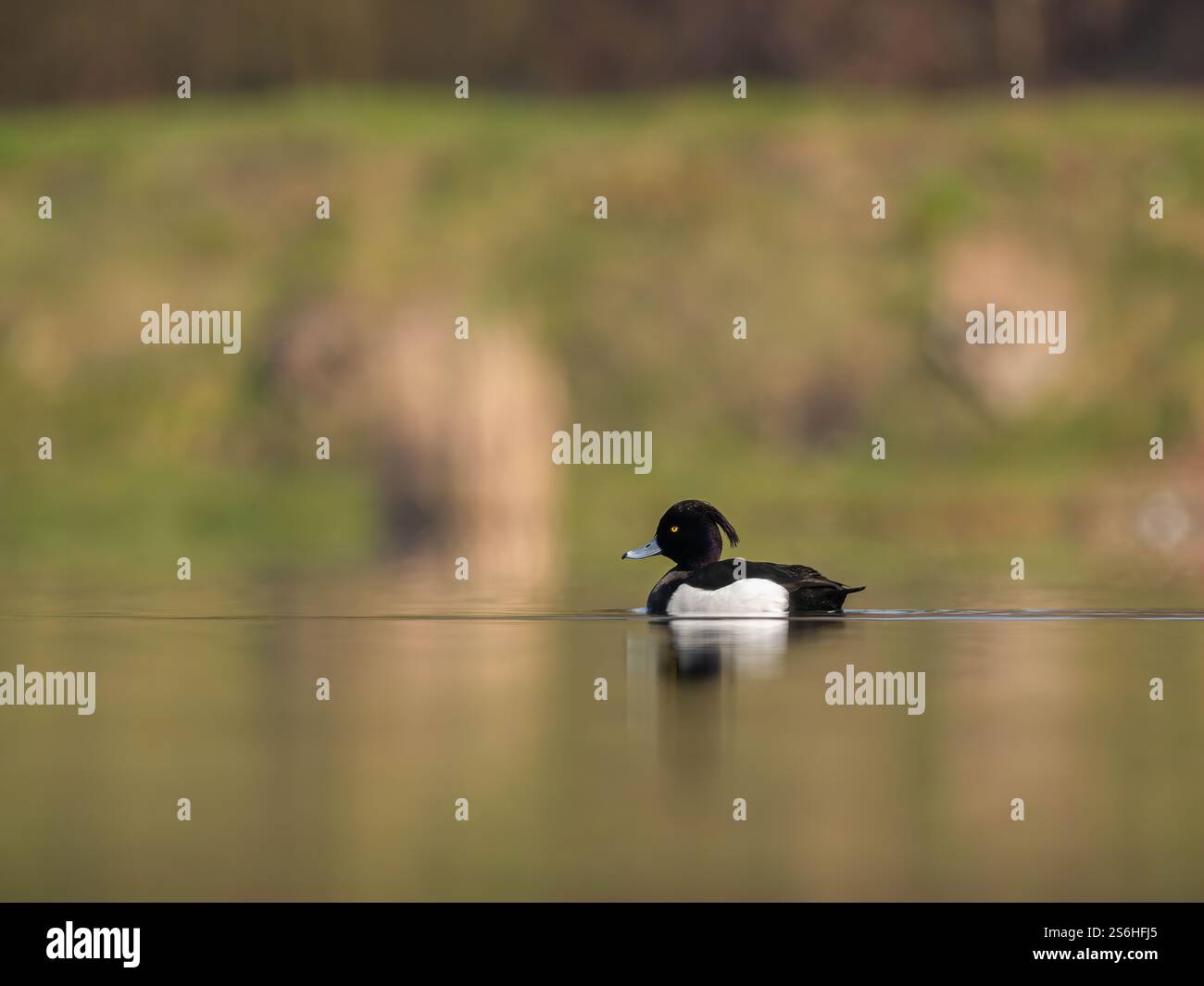 Tuftelente auf ruhigem Wasser Stockfoto