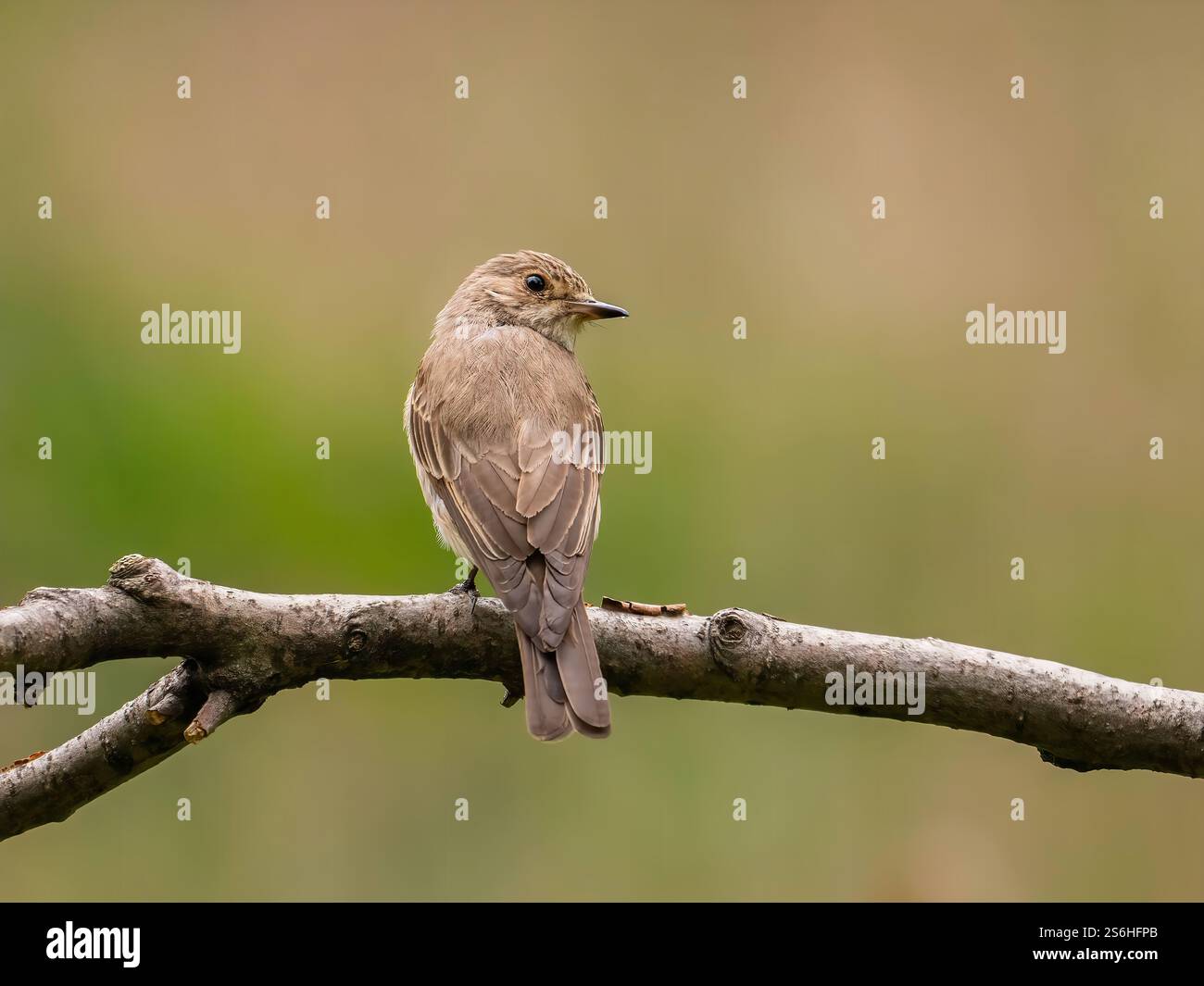 Gepunkteter Flycatcher auf einem Zweig Stockfoto