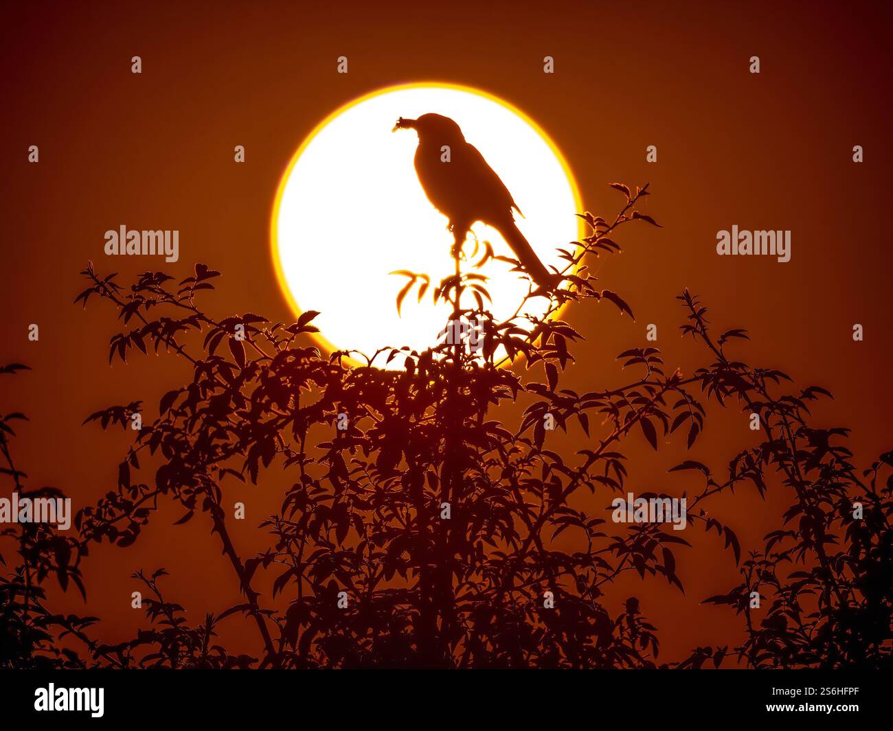 Majestätische Silhouette: Vogel bei Sonnenuntergang Stockfoto