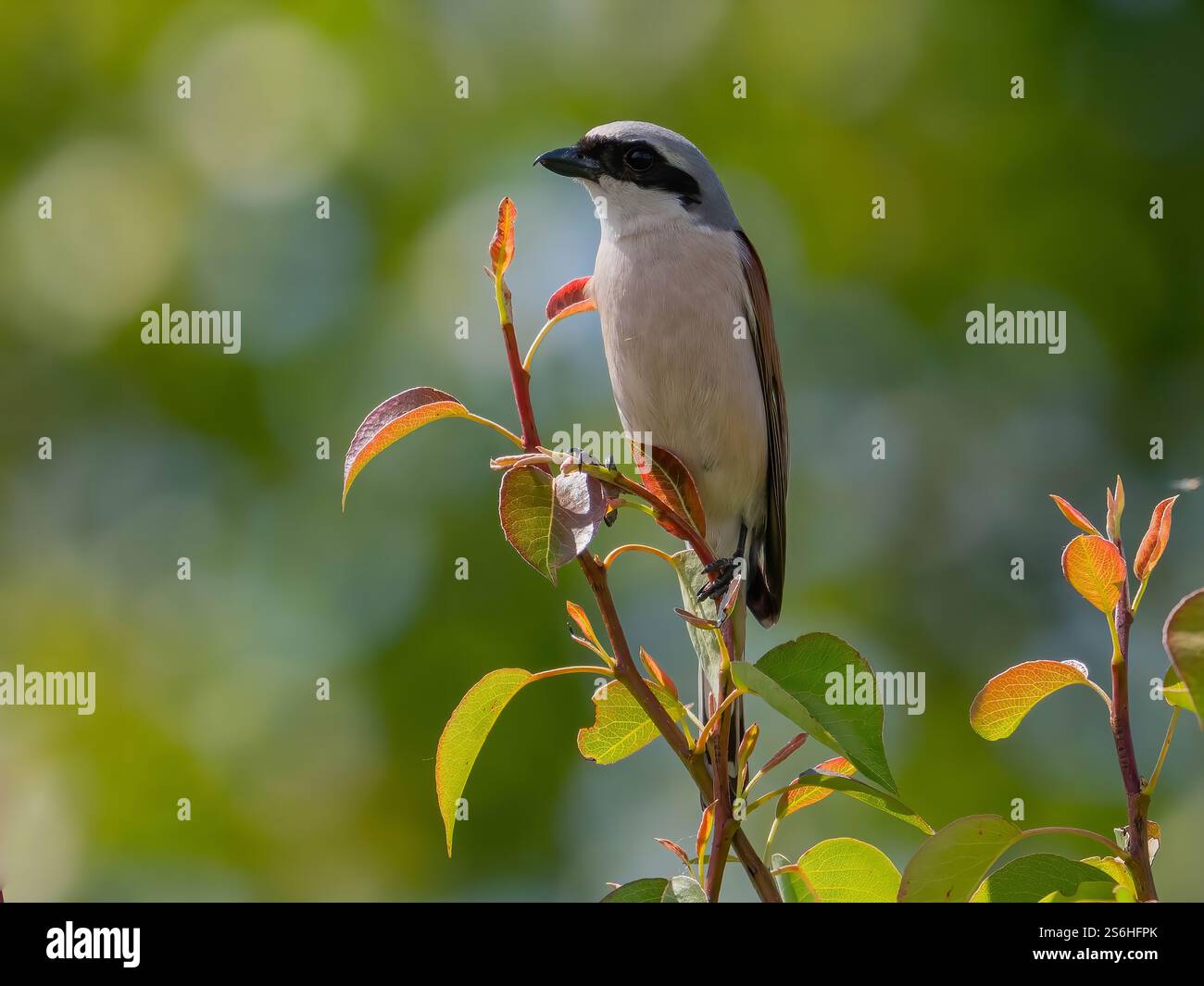 Roter Shrike, der auf einem Ast in einem natürlichen Lebensraum thront Stockfoto
