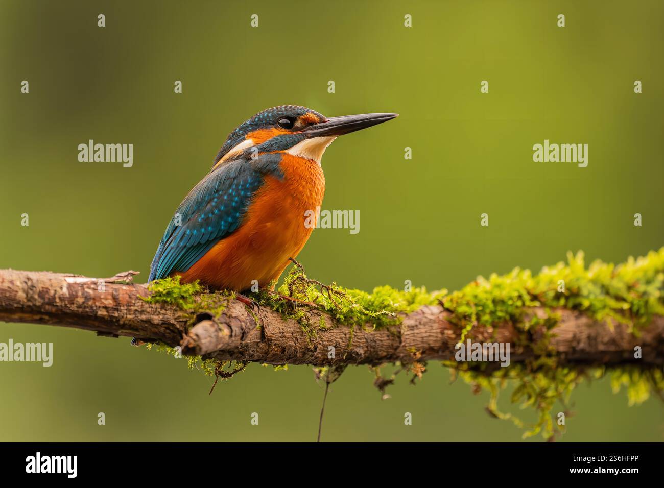 Lebendiger Eisvogel auf Mossy Branch Stockfoto