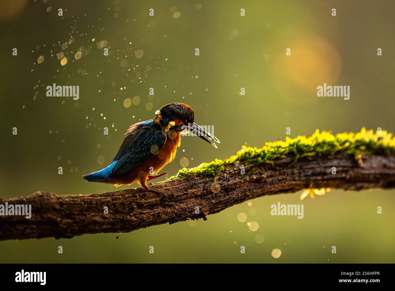 Eisvogel im goldenen Licht Stockfoto