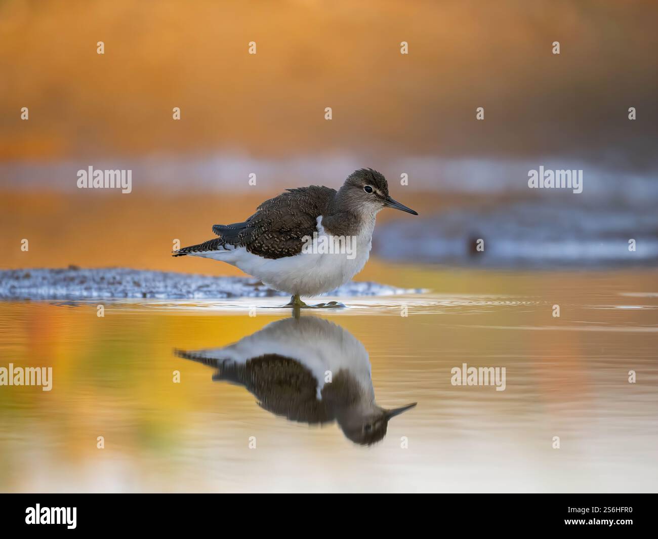 Gewöhnlicher Sandpiper in der Golden Hour Stockfoto