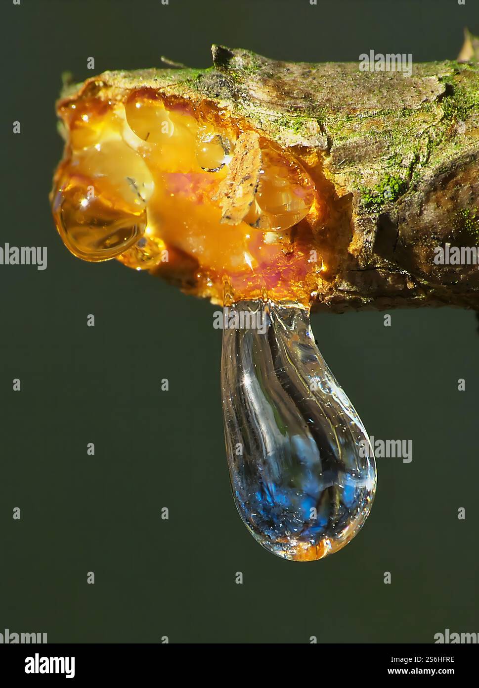 Bernsteinfarbenes Harztropfen auf Verzweigung Stockfoto