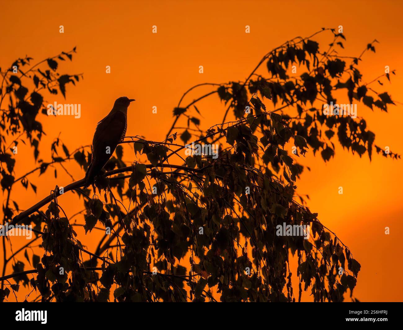 Silhouette eines Kuckuckvogels bei Sonnenuntergang Stockfoto