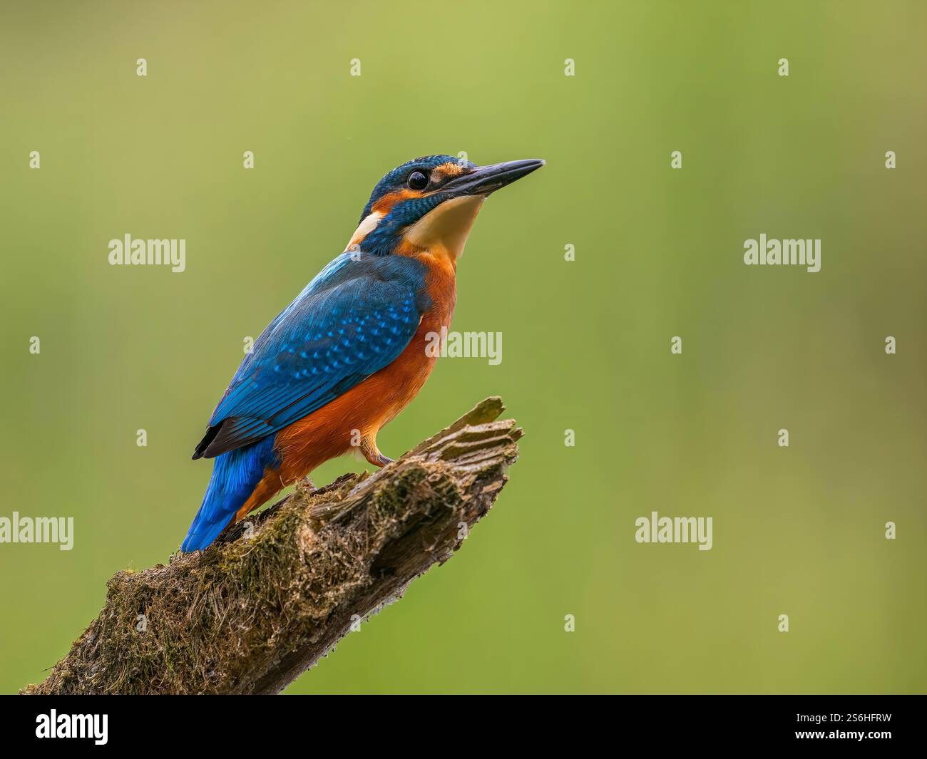 Lebendiger Eisvogel auf einem Zweig Stockfoto