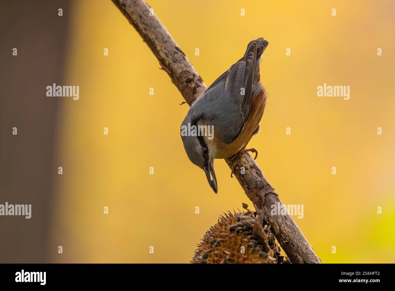 Nuthatch an einem Branch-Tag Stockfoto