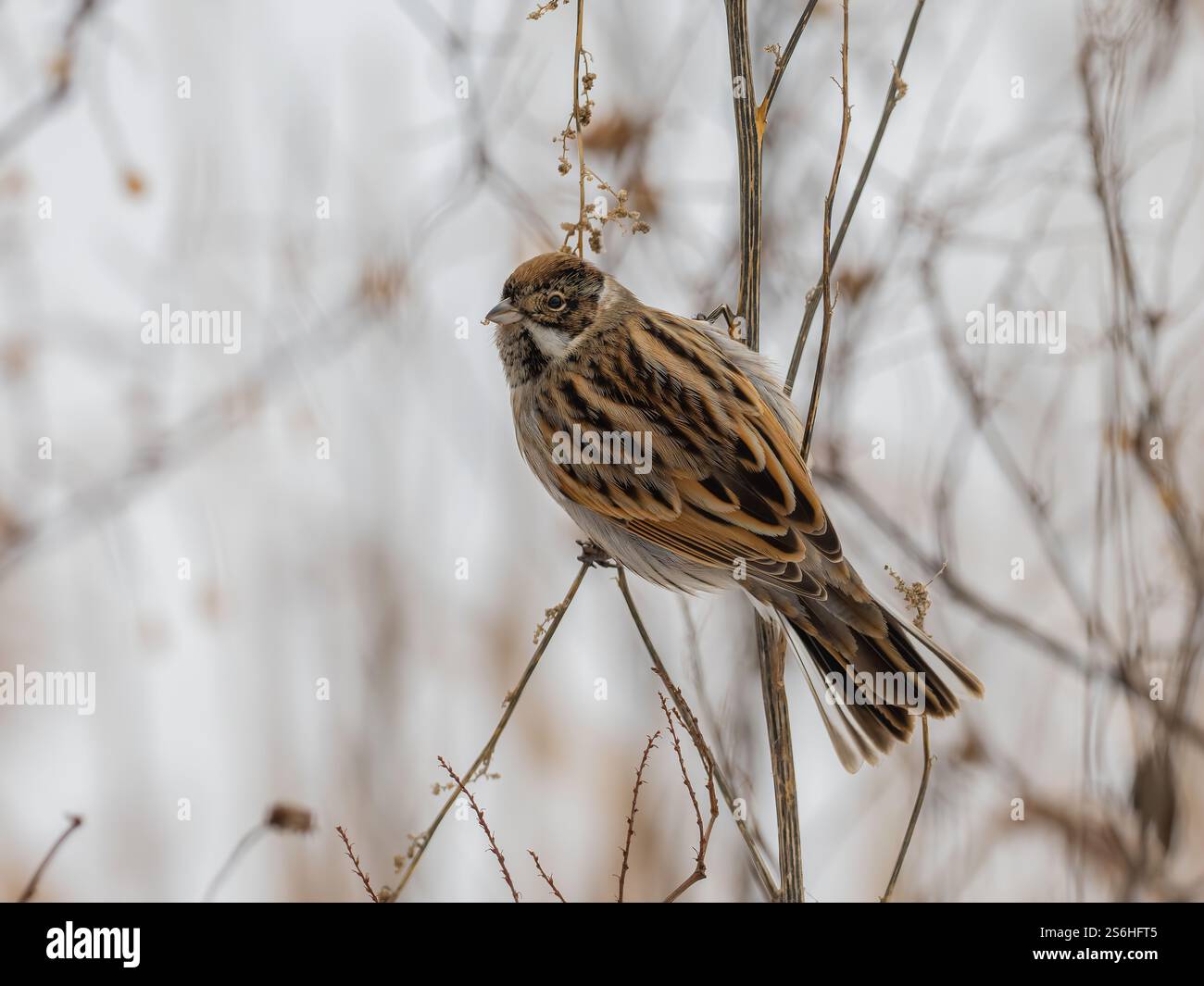 Atemberaubende Nahaufnahme eines Wienbundes auf einem Winterzweig Stockfoto