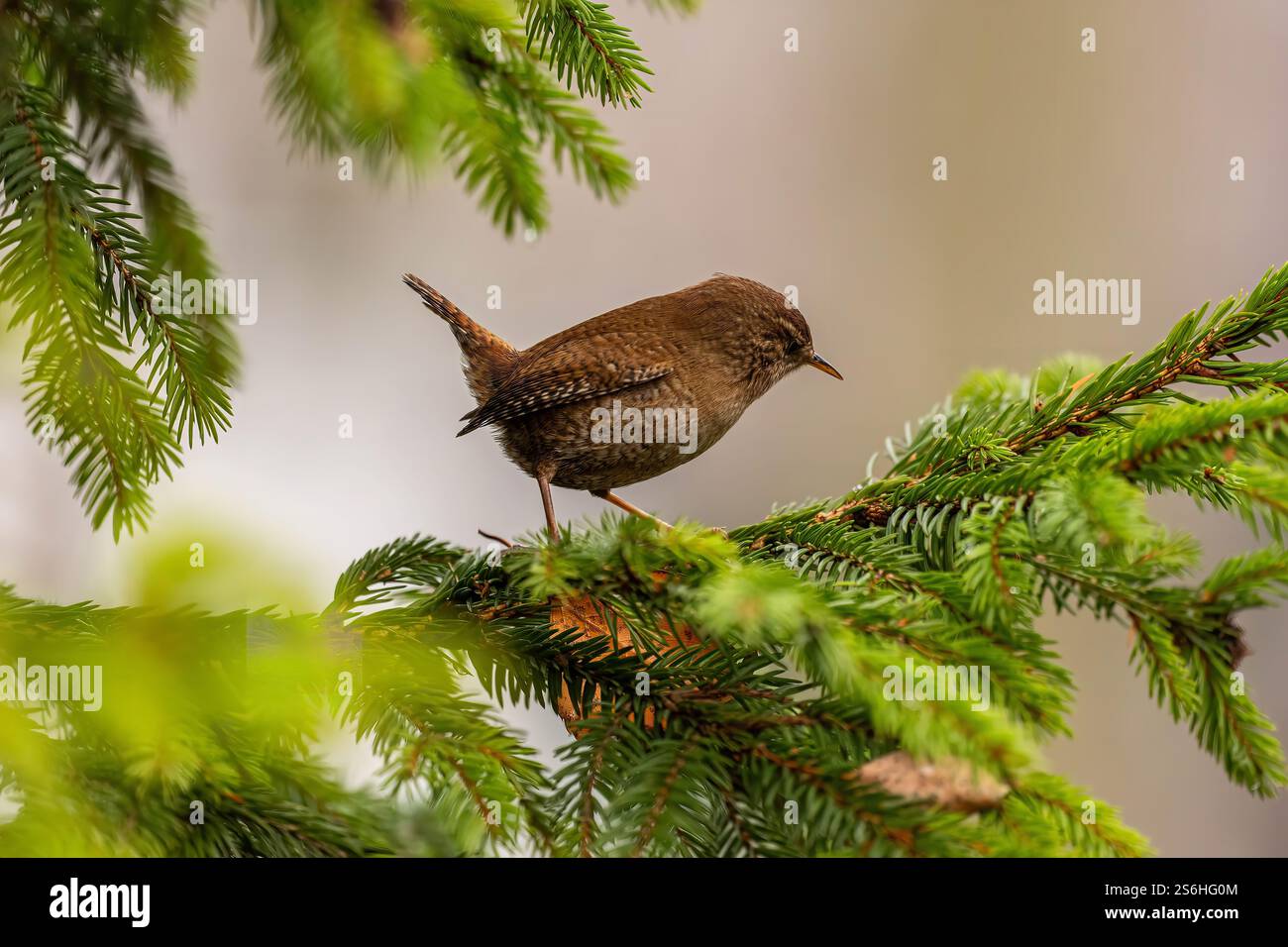 Der Eurasische Zorn hockte auf dem Fichte-Zweig Stockfoto