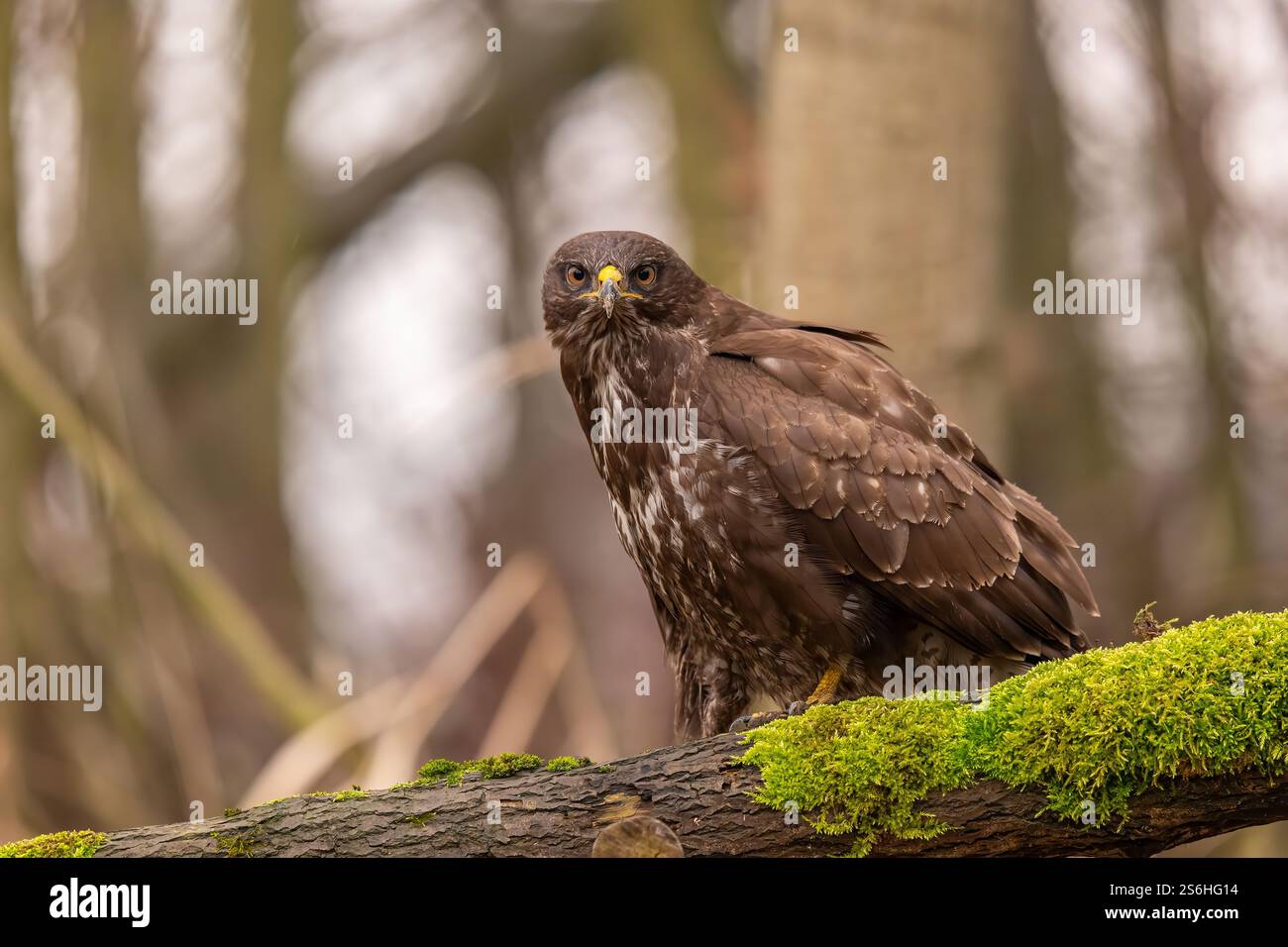 Majestätischer Bussard auf moosy Branch Stockfoto
