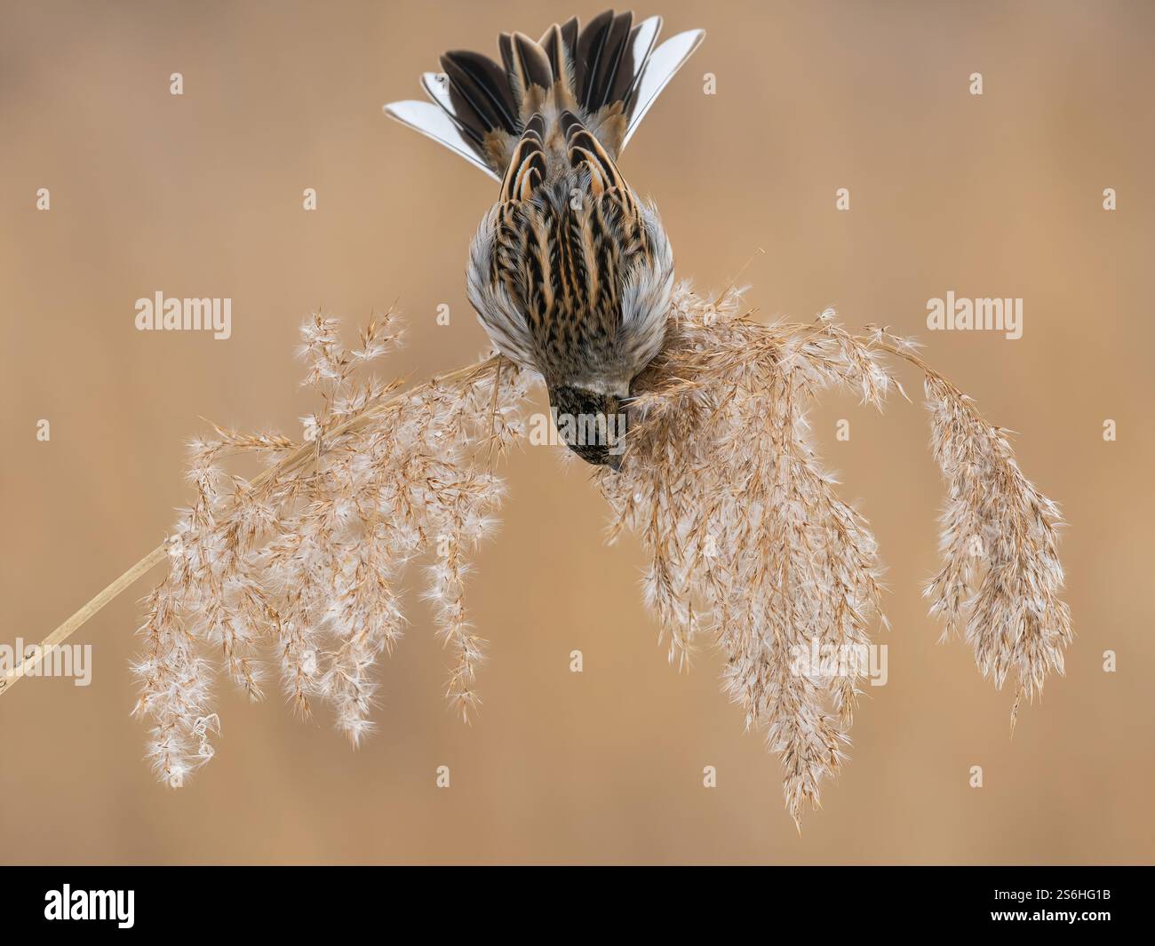 Schneeballvogel auf der Suche nach Schilf in ruhiger Natur Stockfoto