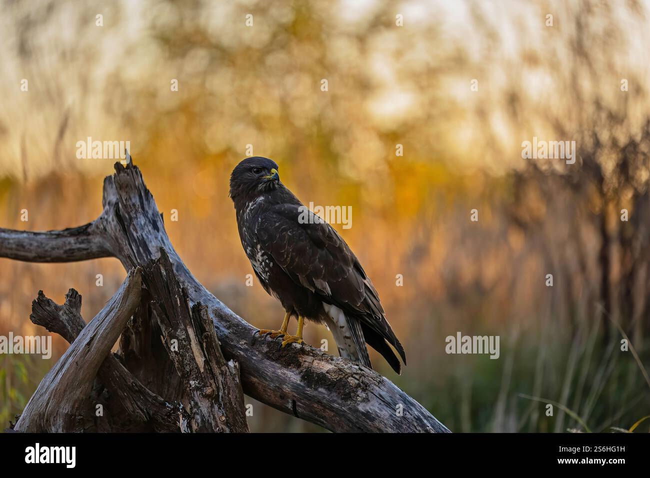 Majestätischer Bussard zur Golden Hour Stockfoto