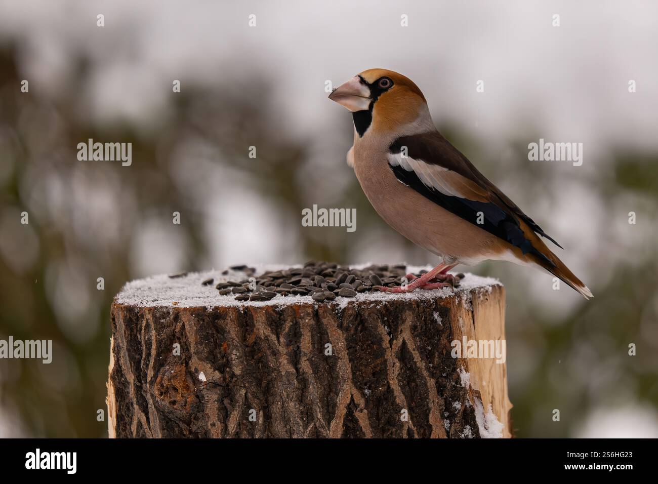 Hawfinch auf Snowy Tree Stump Stockfoto