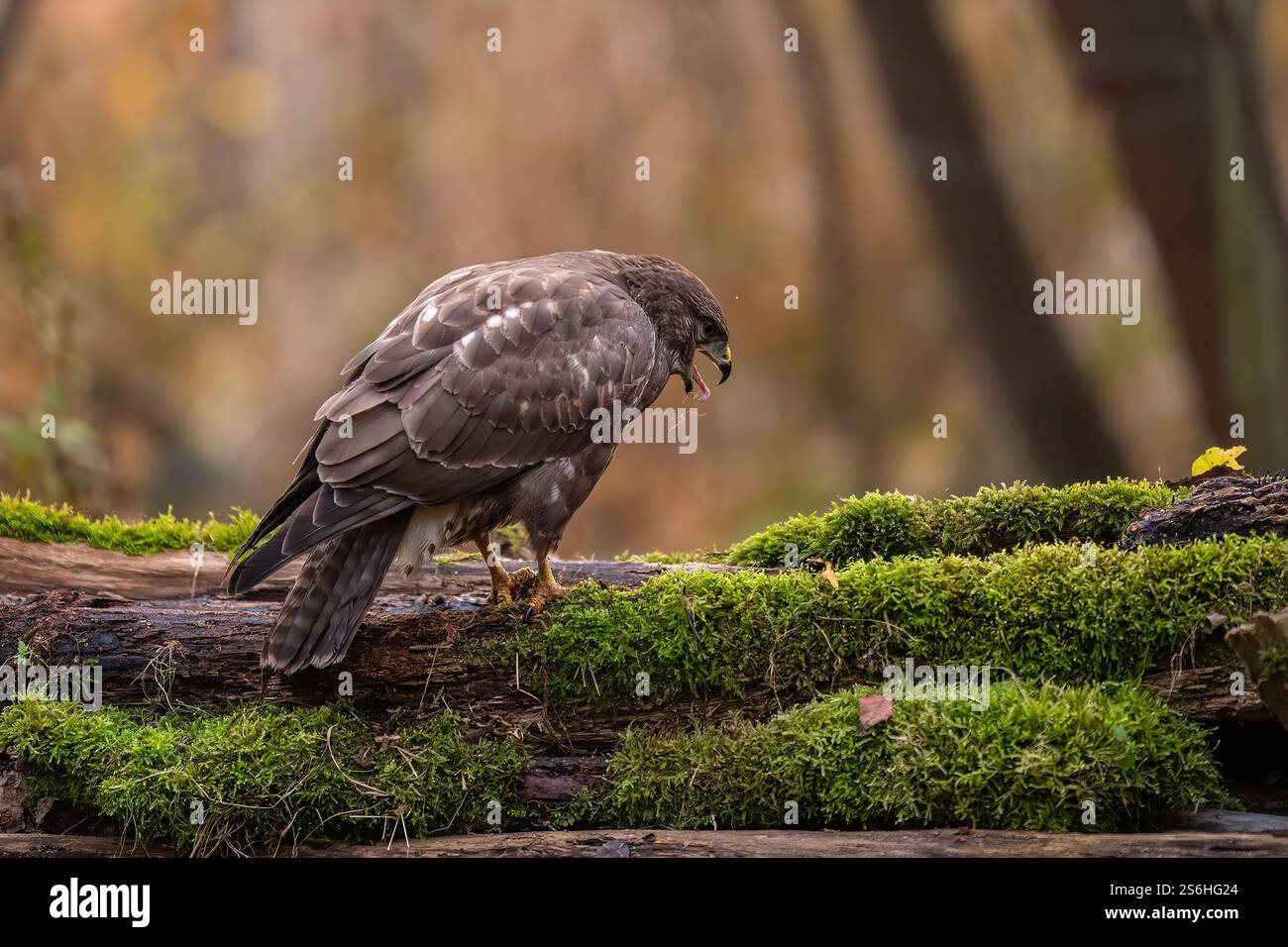 Majestätischer Bussard auf Moos im Herbstwald Stockfoto