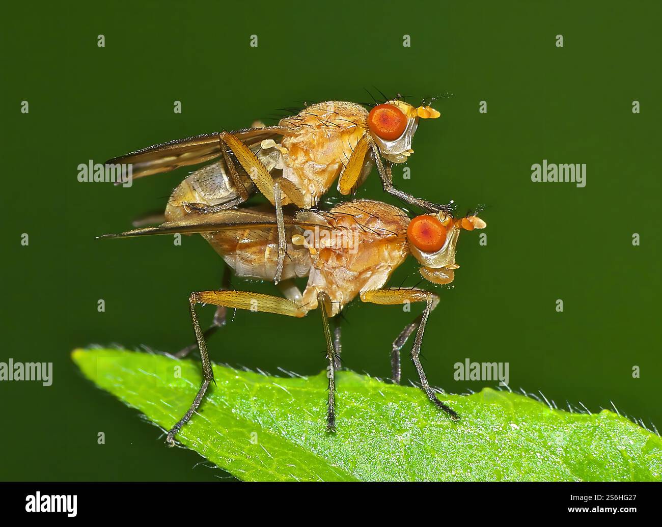 Makrofotografie von zwei Fliegen, die sich auf einem Blatt paaren Stockfoto