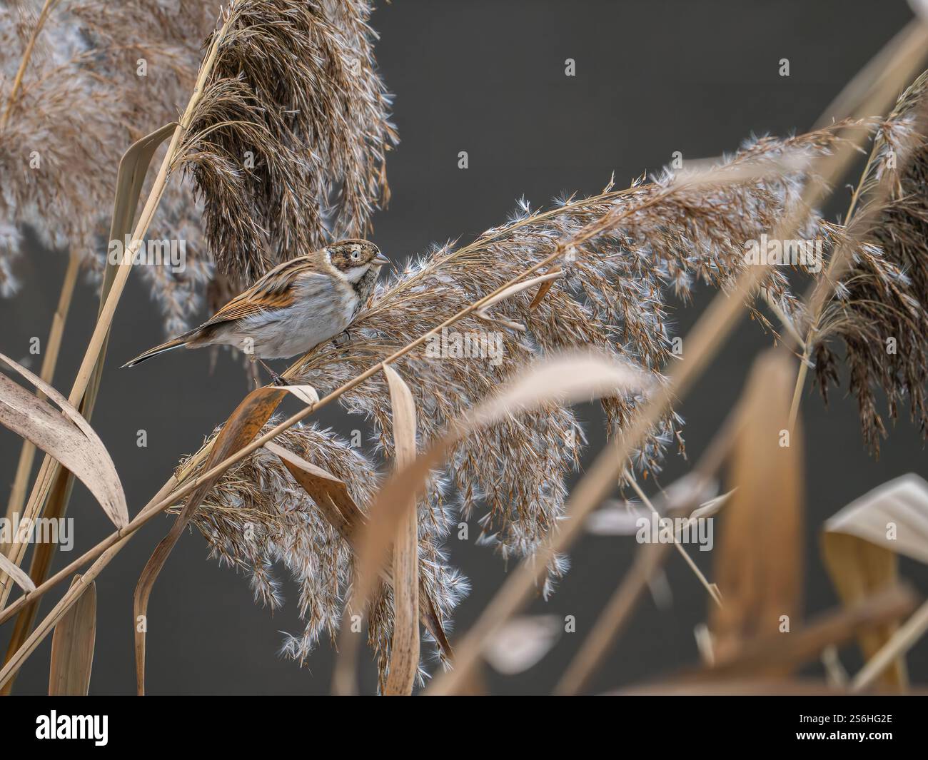 Reed Bunting hockte auf getrockneten Reeds in herbstlichen Feuchtgebieten Stockfoto