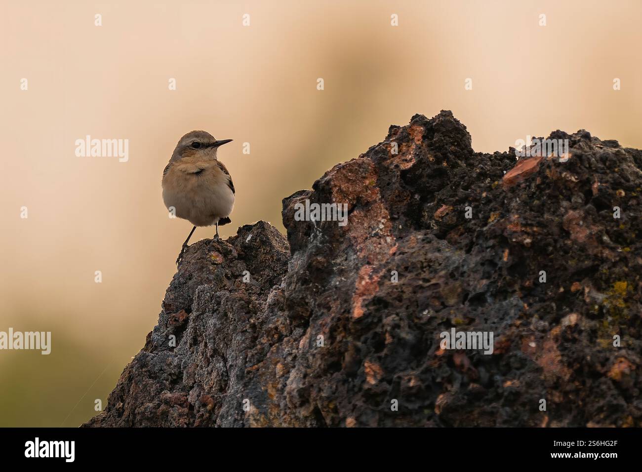 Ein nördlicher Wheatear auf einem Felsen Stockfoto
