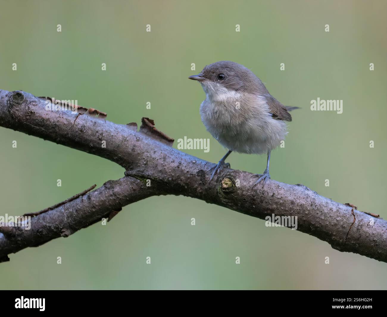 Ein charmanter kleiner Vogel auf einem Zweig Stockfoto