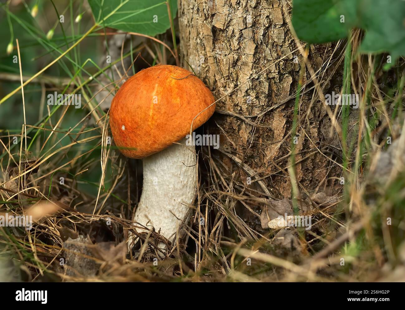 Lebhafter Orangenpilz in Waldlage Stockfoto