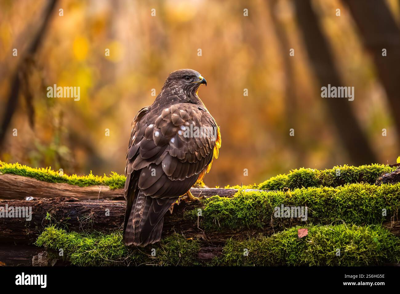 Majestätischer Bussard im herbstlichen Wald Stockfoto