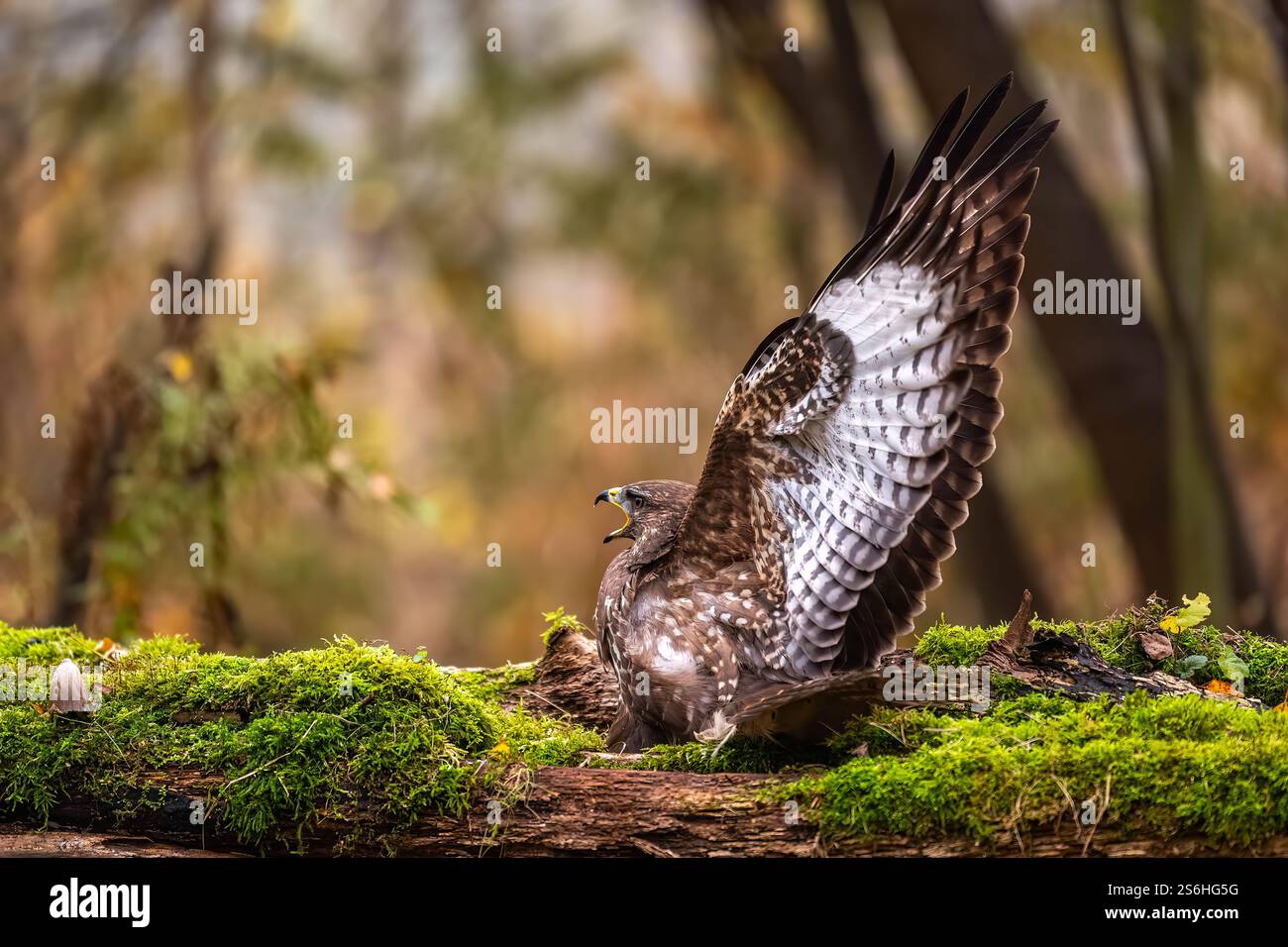 Majestätischer Bussard im herbstlichen Wald Stockfoto