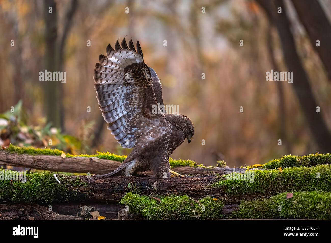 Majestätische Bussardlandung: Herbstwald Majestät Stockfoto