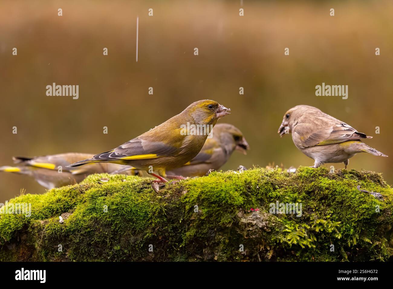 Greenfinch Trio auf Mossy Rock im Herbst Regen Stockfoto