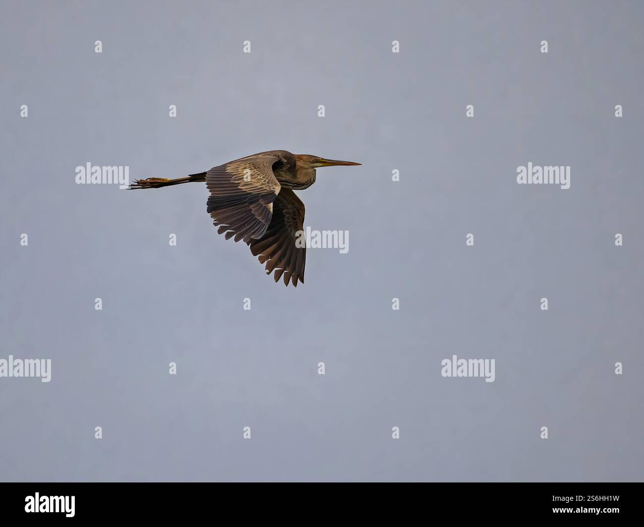 Purple Heron in Flight: Ein majestätischer Vogel, der durch den Himmel schwebt Stockfoto