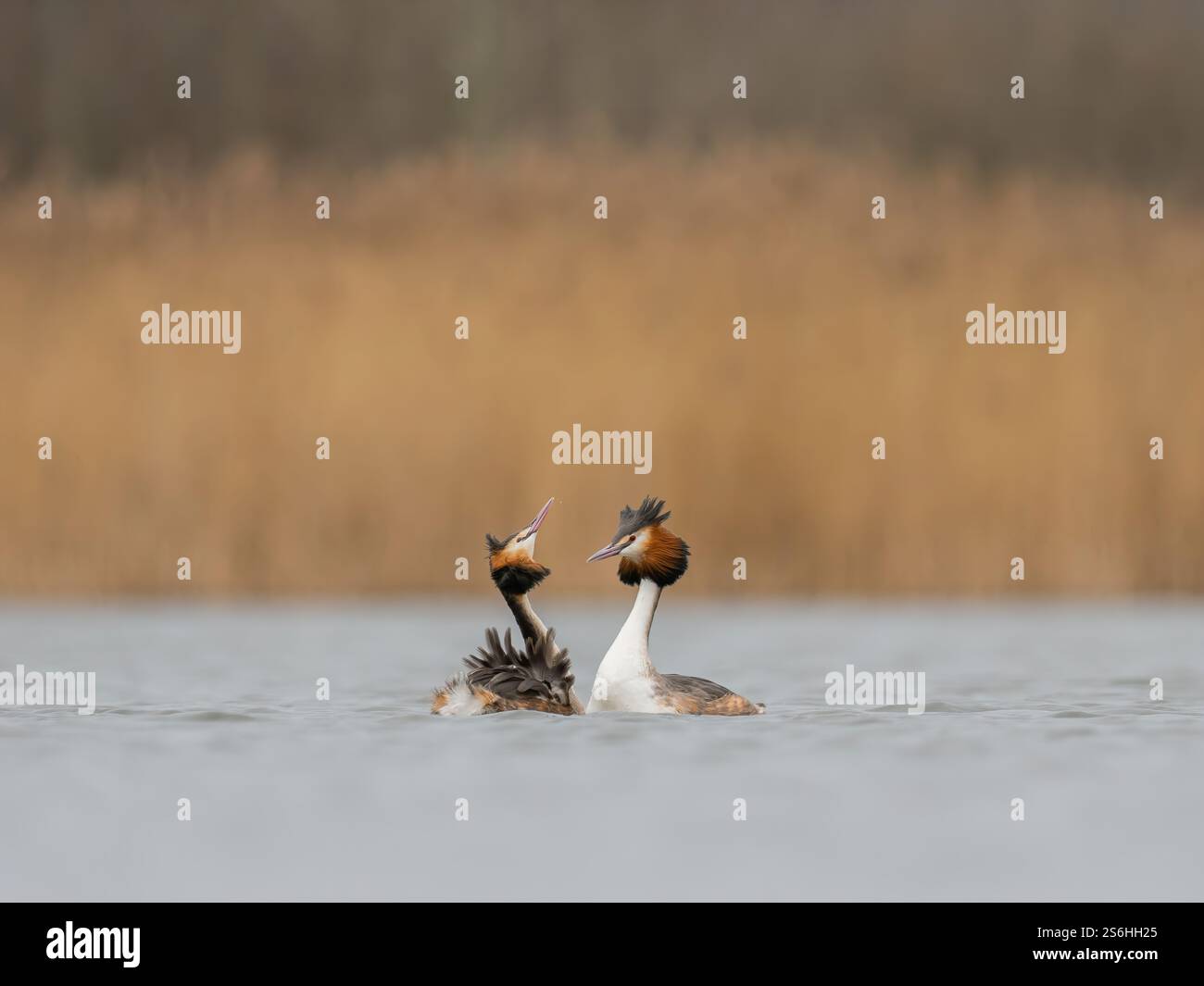 Great Crested Grebes Paarungsritual am Calm Lake Stockfoto