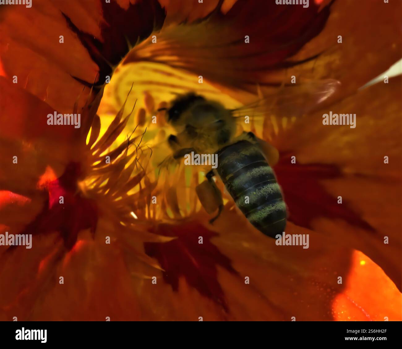 Bee Inside an Orange Flower: Ein Makrofoto aus nächster Nähe Stockfoto