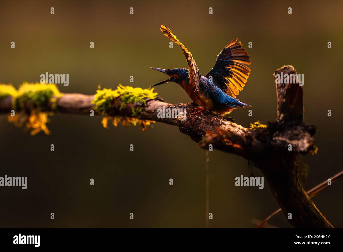 Der gewöhnliche Eisvogel fliegt bei Sonnenuntergang Stockfoto
