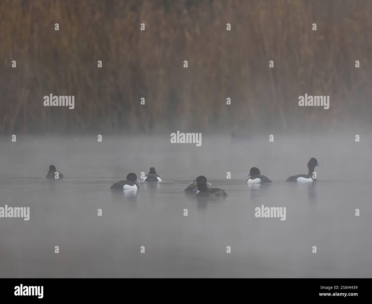 Nebelmorgen: Getuftete Enten auf dem ruhigen See Stockfoto