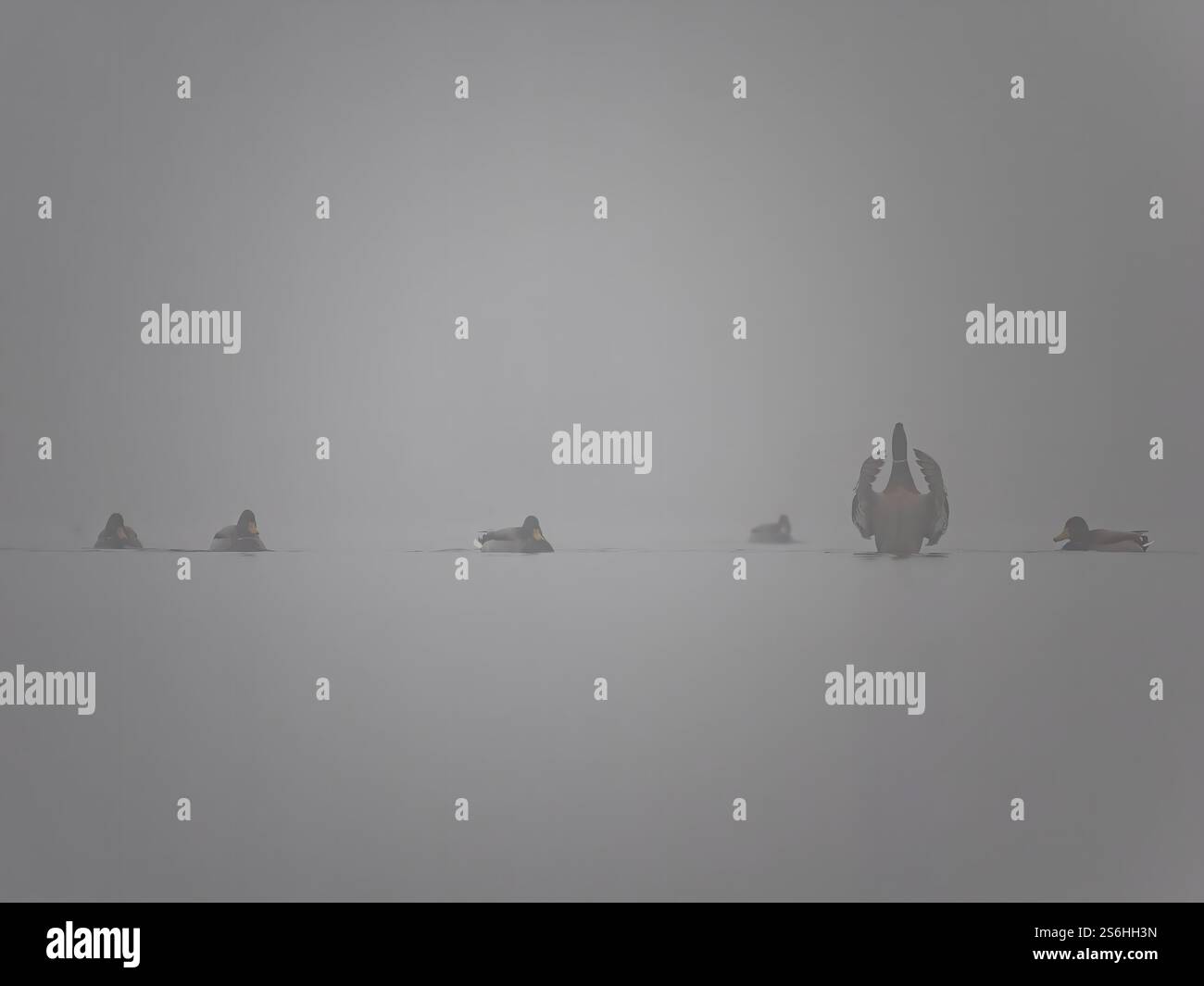 Misty Morning: Enten auf einem Nebelsee Stockfoto