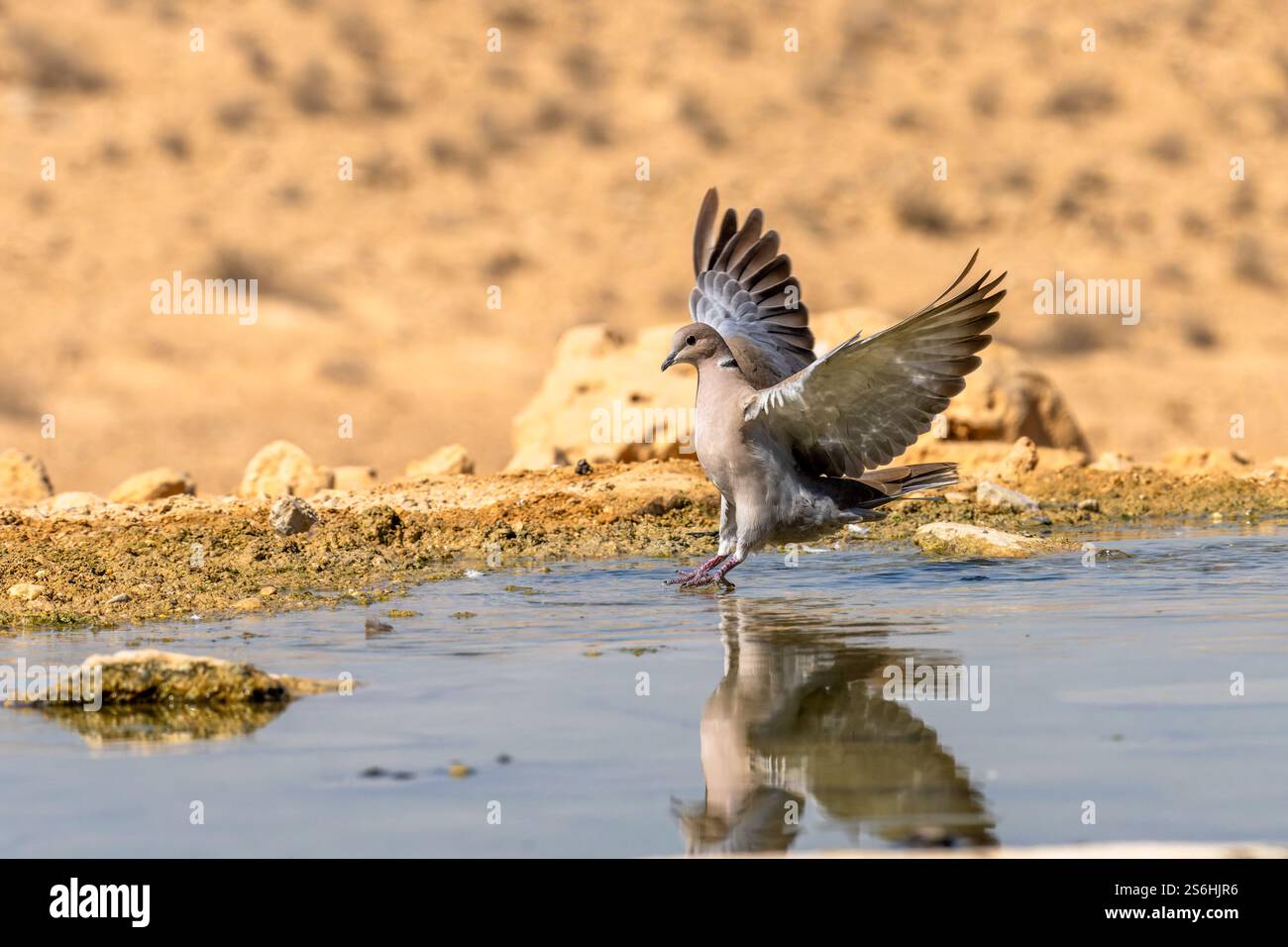 Ringtaube (Streptopelia capicola) spiegelt sich in einem Wasserbecken in der Wüste Negev, Israel Stockfoto