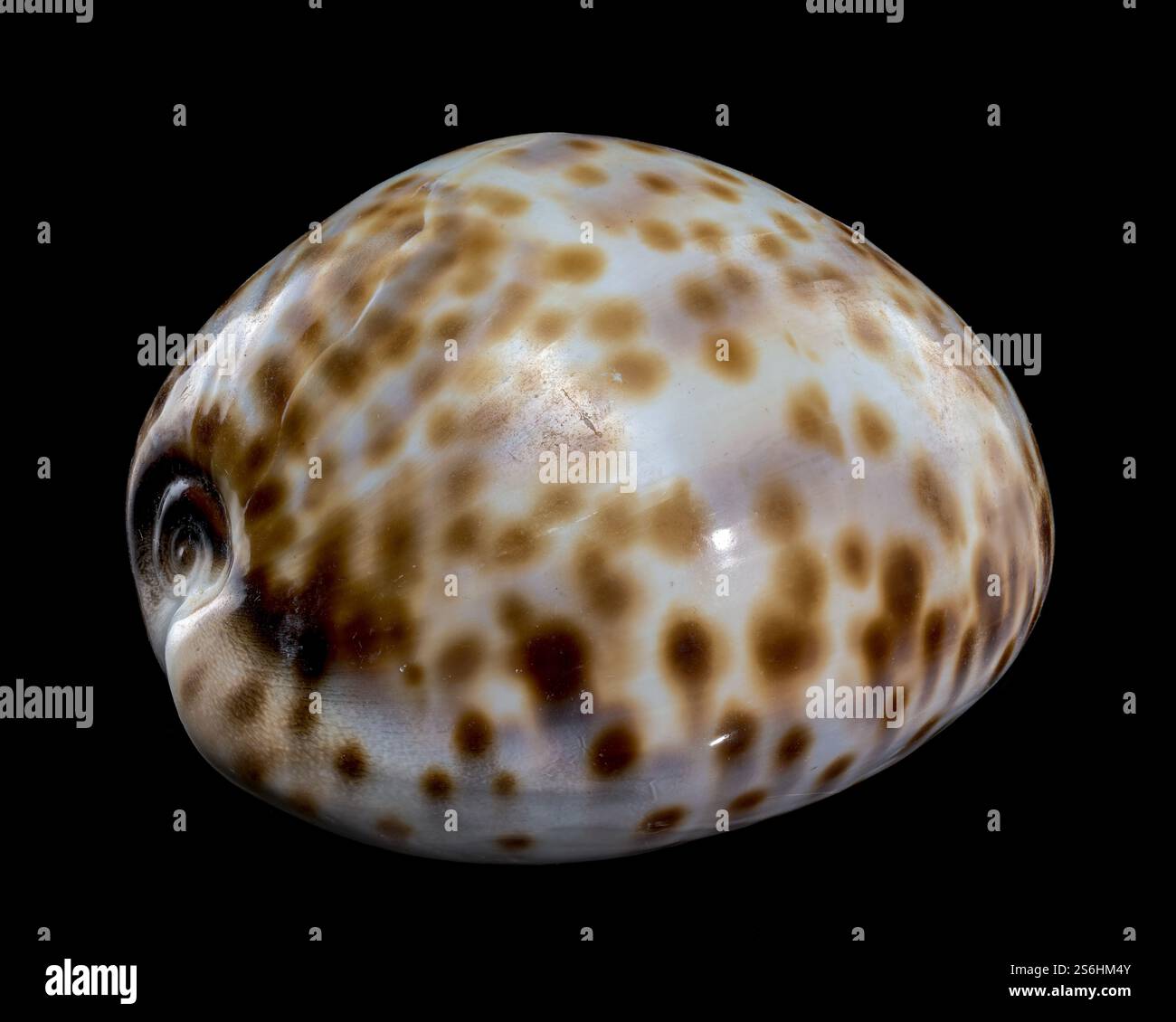 Cypraea tigris, oder die Tiger-Kaurie auf schwarzem Hintergrund Stockfoto