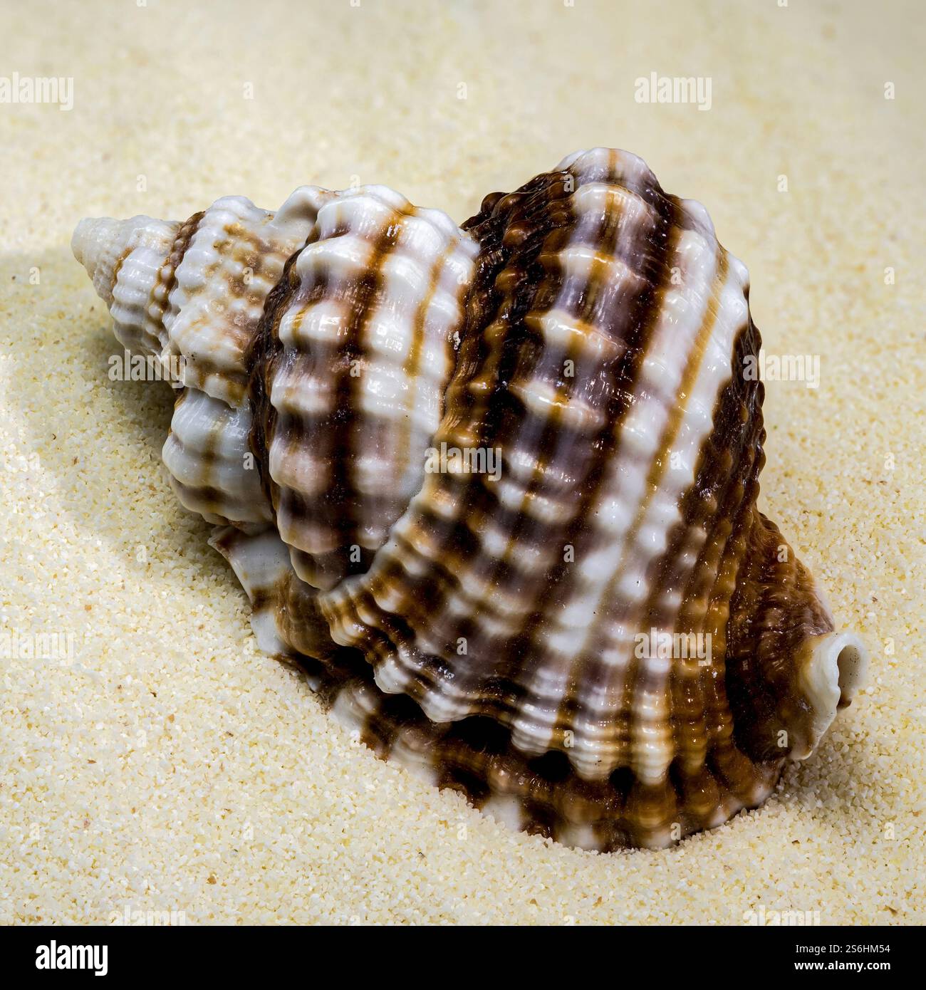 Distorsio Anus Shell auf einem Sand Stockfoto