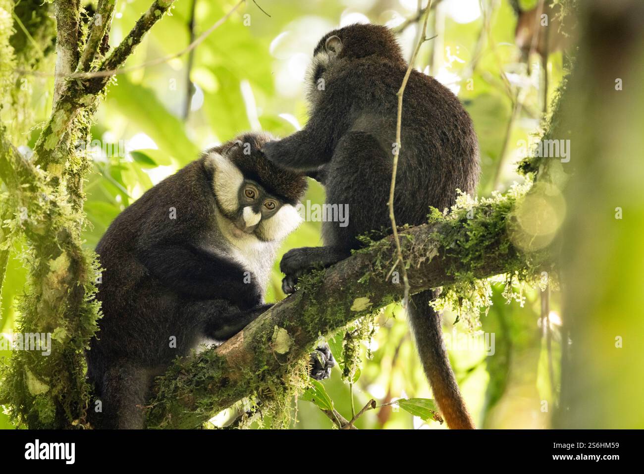 Rotschwanzaffe Cercopithecus ascanius, erwachsen im Baum, Bwindi Unpenetrable Forest, Uganda, September Stockfoto