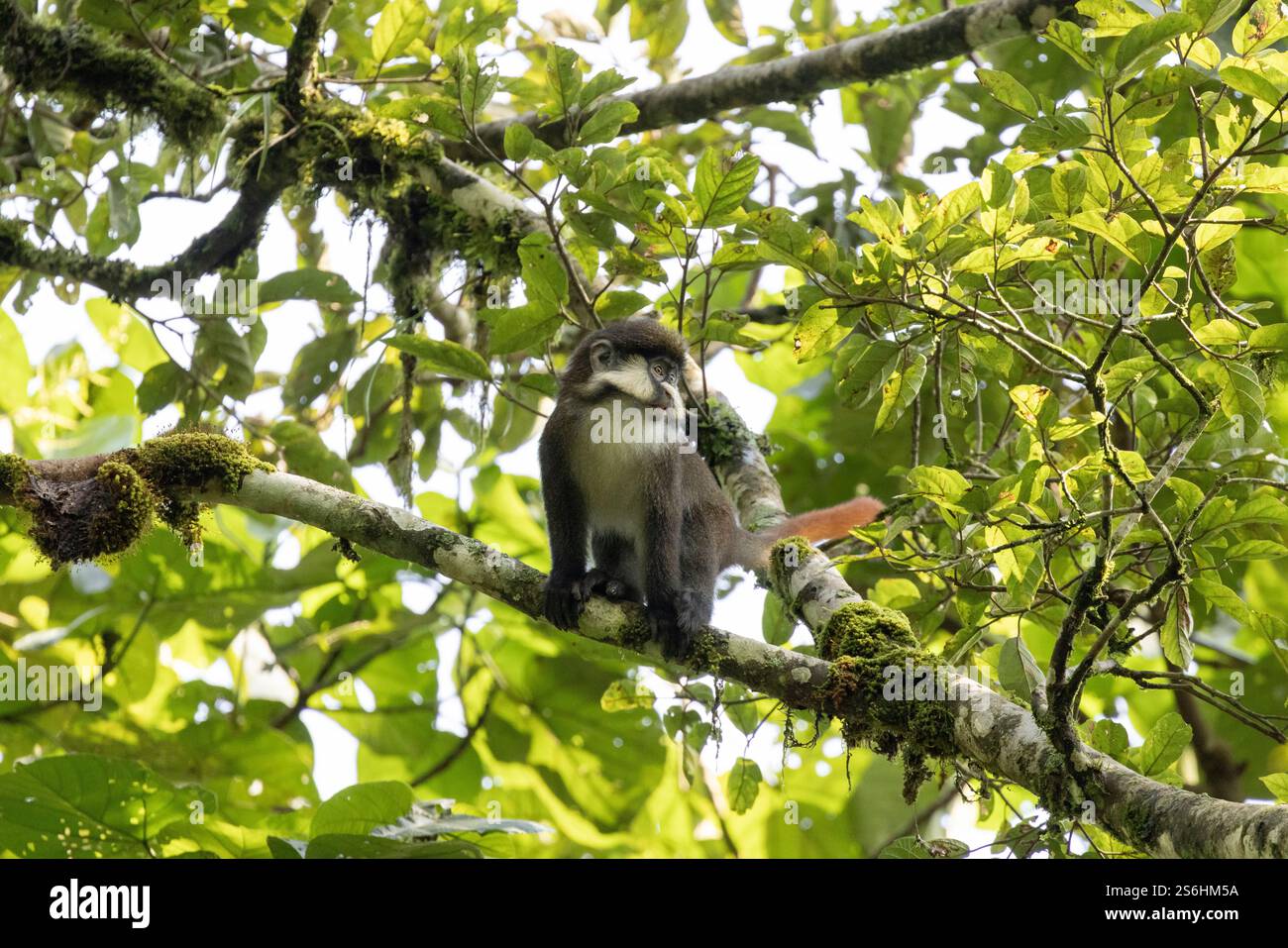 Rotschwanzaffe Cercopithecus ascanius, erwachsen im Baum, Bwindi Unpenetrable Forest, Uganda, September Stockfoto