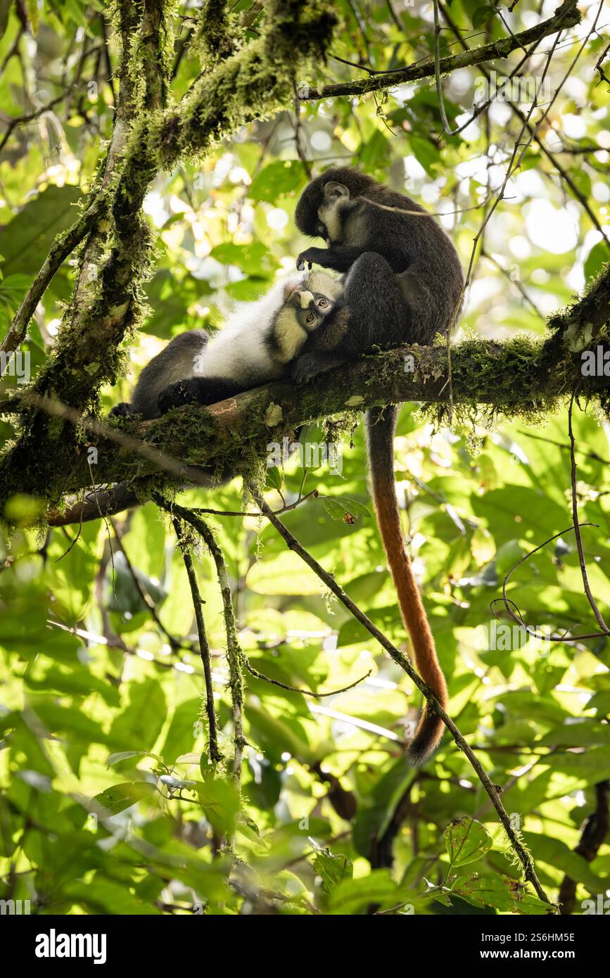 Rotschwanzaffe Cercopithecus ascanius, erwachsen im Baum, Bwindi Unpenetrable Forest, Uganda, September Stockfoto