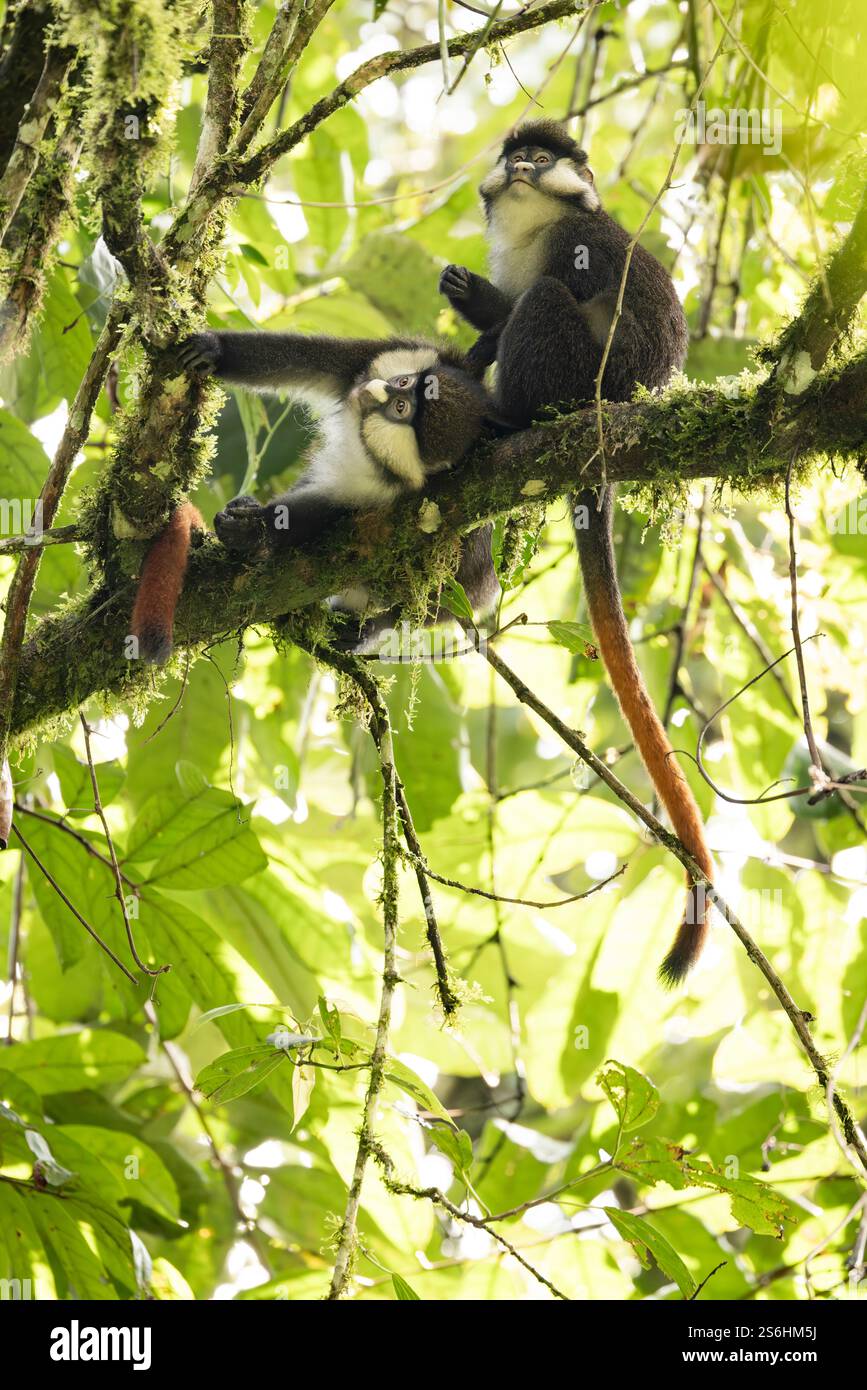 Rotschwanzaffe Cercopithecus ascanius, erwachsen im Baum, Bwindi Unpenetrable Forest, Uganda, September Stockfoto
